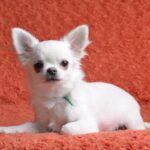 Damian-male-Chihuahua-puppy-for-sale-1