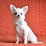 Damian-male-Chihuahua-puppy-for-sale-2