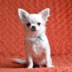 Damian-male-Chihuahua-puppy-for-sale-3