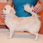 Damian-male-Chihuahua-puppy-for-sale-4