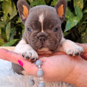 Darius French Bulldog Darius French Bulldog