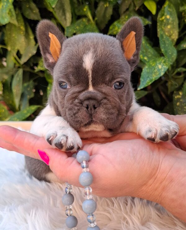 Darius French Bulldog Darius French Bulldog