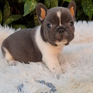 Darius French Bulldog Darius French Bulldog