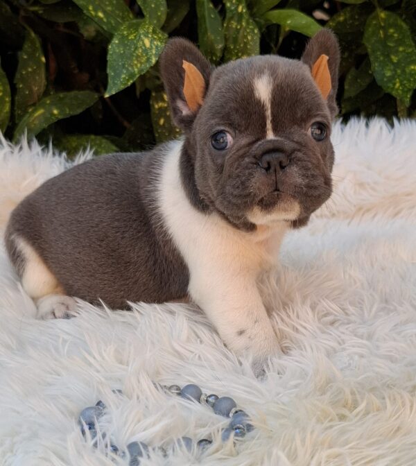 Darius French Bulldog Darius French Bulldog