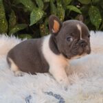 Darius-male-french-bulldog-puppy-for-sale-1 (3)