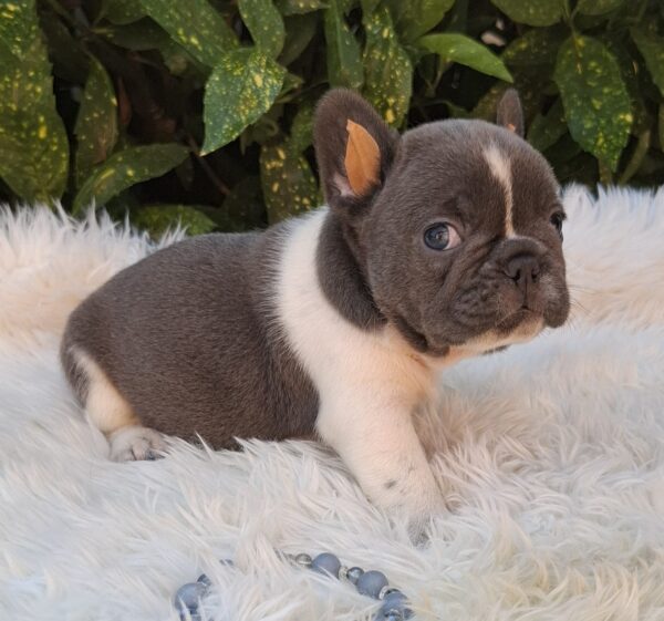 Darius French Bulldog Darius French Bulldog