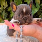 Darius-male-french-bulldog-puppy-for-sale-1 (4)