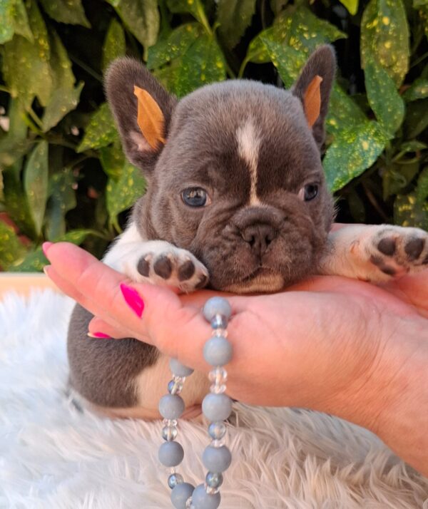 Darius French Bulldog Darius French Bulldog