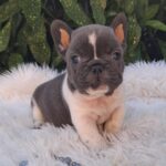Darius-male-french-bulldog-puppy-for-sale-1 (5)