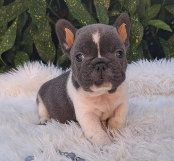Darius French Bulldog Darius French Bulldog