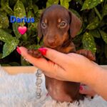 Tate Miniature Dachshund