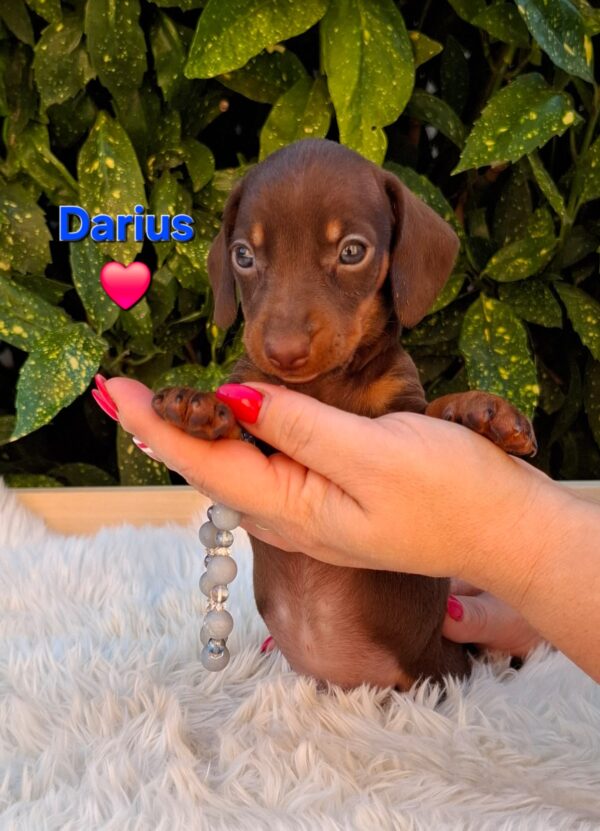 Darius Miniature Dachshund