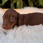 Darius-male-miniature-dachsund-puppy-for-sale- (2)