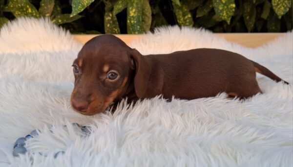 Darius Miniature Dachshund