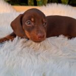 Darius-male-miniature-dachsund-puppy-for-sale- (3)