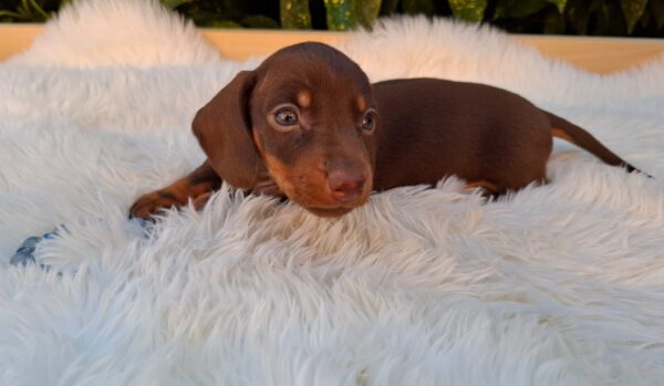 Darius Miniature Dachshund
