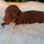 Darius-male-miniature-dachsund-puppy-for-sale- (4)