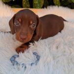 Darius-male-miniature-dachsund-puppy-for-sale- (5)