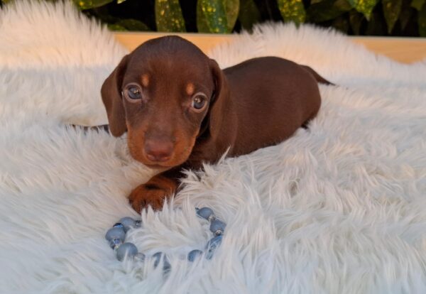 Darius Miniature Dachshund