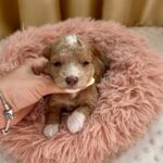 Darty-male-Maltipoo-puppy-for sale-1