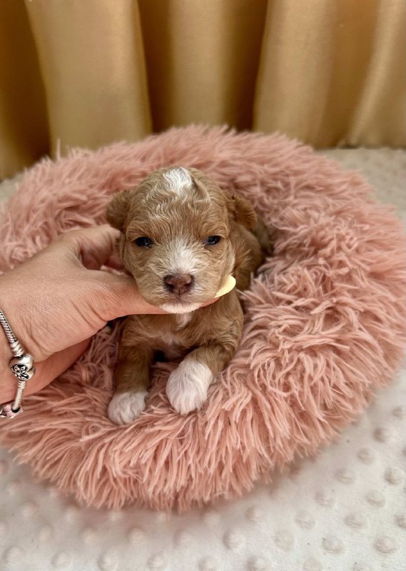 Darty Maltipoo Darty Maltipoo