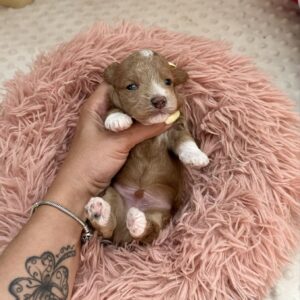 Darty Maltipoo Darty Maltipoo