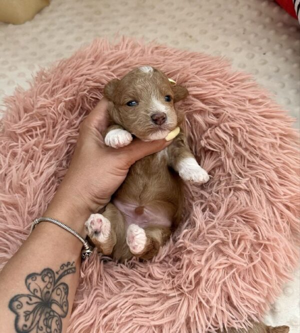 Darty Maltipoo Darty Maltipoo