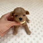 Dassa-female-Maltipoo-puppy-for sale-1