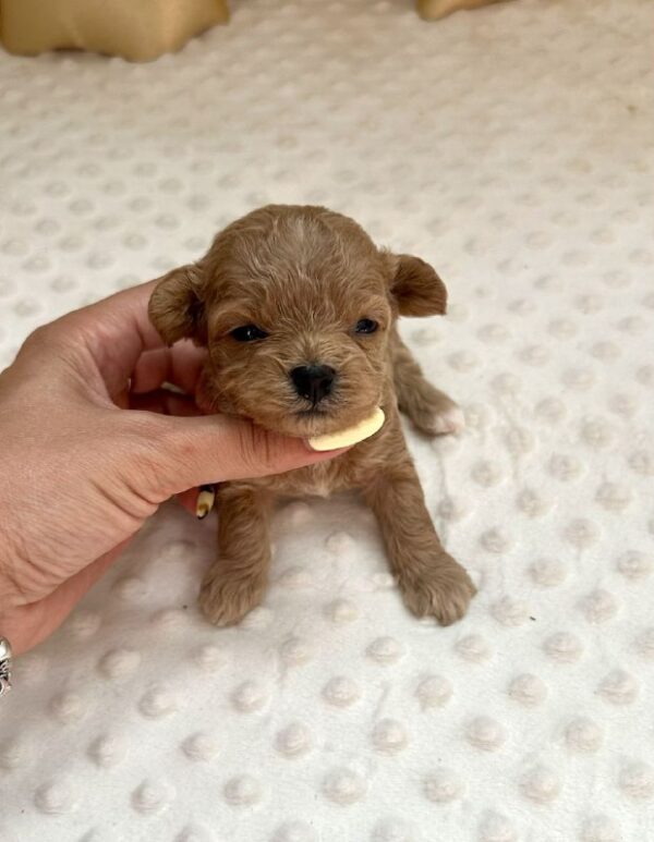 Dassa Maltipoo Dassa Maltipoo