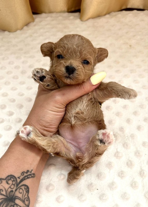 Dassa Maltipoo Dassa Maltipoo