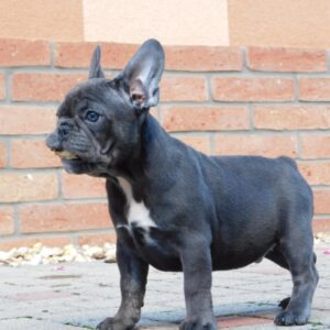 Davis French Bulldog