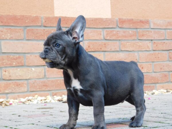 Davis French Bulldog Davis French Bulldog