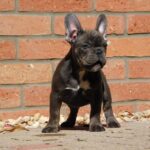 Davis-male-french-bulldog-puppy-for-sale- (2)