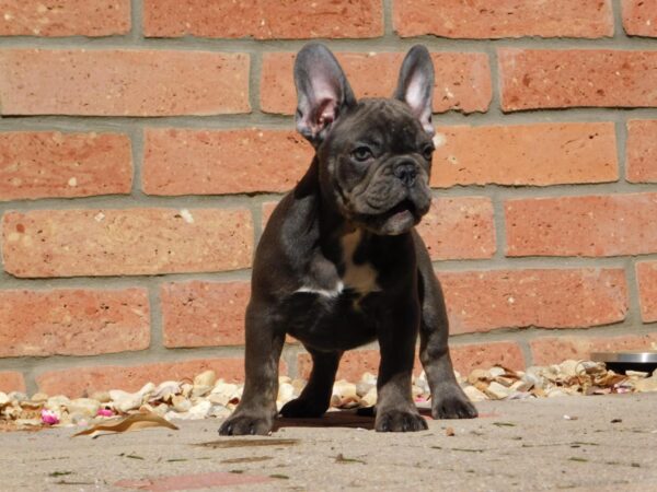 Davis French Bulldog Davis French Bulldog