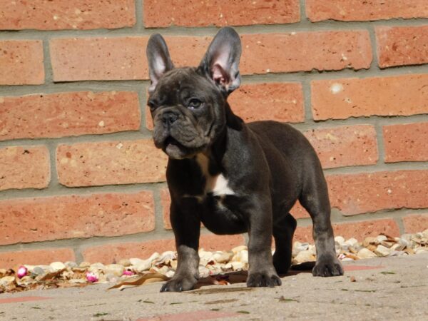 Davis French Bulldog Davis French Bulldog