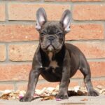 Donnie French Bulldog