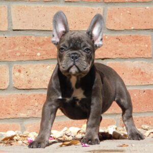 Davis French Bulldog