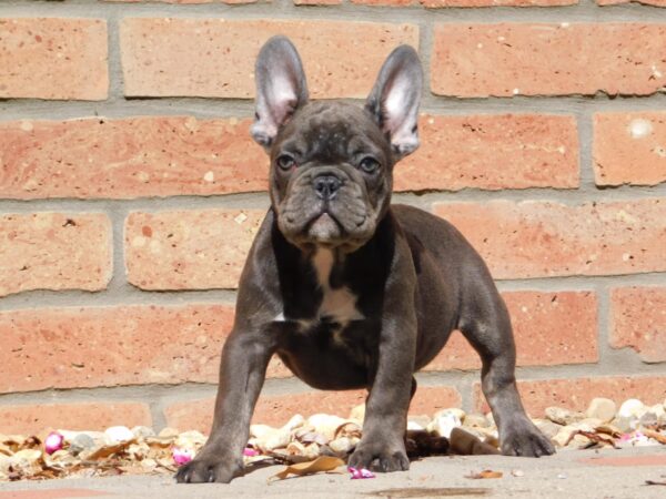 Davis French Bulldog Davis French Bulldog