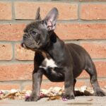 Davis-male-french-bulldog-puppy-for-sale- (5)