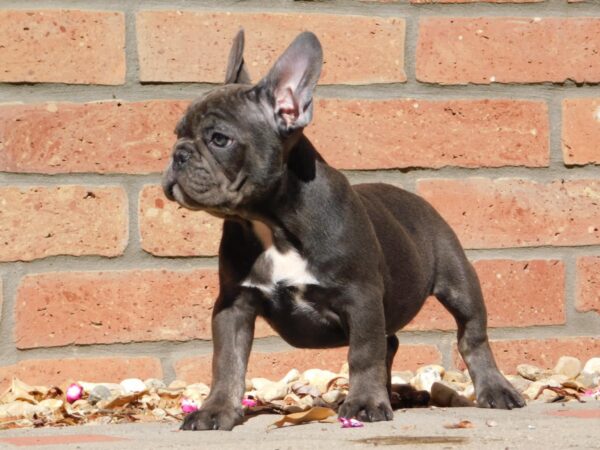 Davis French Bulldog Davis French Bulldog