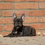 Davis-male-french-bulldog-puppy-for-sale- (6)