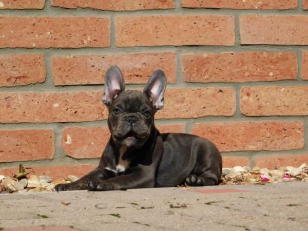 Davis French Bulldog Davis French Bulldog