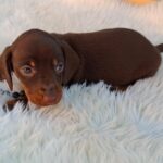 Davy-male-miniature-dachsund-puppy-for-sale- (1)
