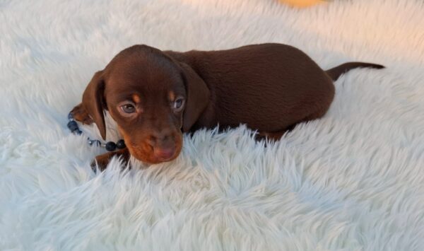 Davy Miniature Dachshund Davy Miniature Dachshund