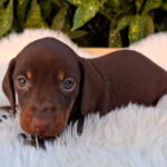 Davy-male-miniature-dachsund-puppy-for-sale- (2)