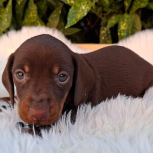 Davy Miniature Dachshund Davy Miniature Dachshund
