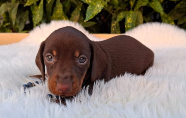 Davy Miniature Dachshund Davy Miniature Dachshund