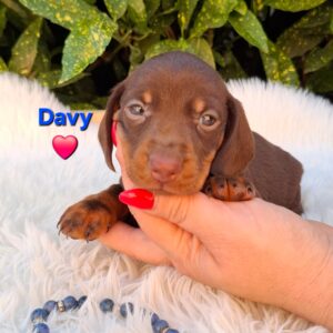 Davy Miniature Dachshund Davy Miniature Dachshund