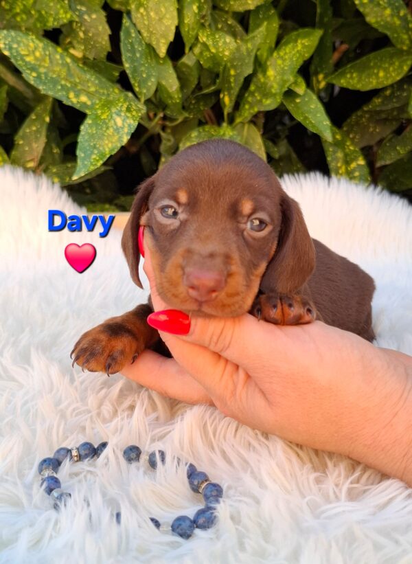 Davy Miniature Dachshund Davy Miniature Dachshund