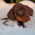 Davy-male-miniature-dachsund-puppy-for-sale- (4)